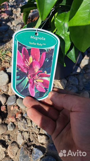 Магнолия стелар руби