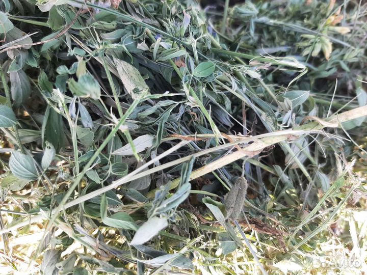 Сено люцерны в тюках