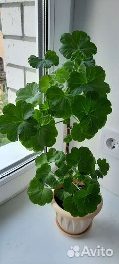 Розебудная герань красная