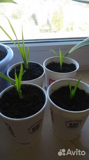 Алоэ, денежное дерево