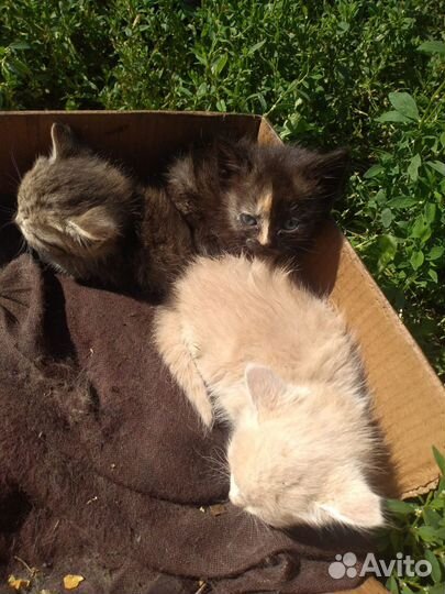 Кошка в дар