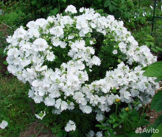 Садовые кустарники