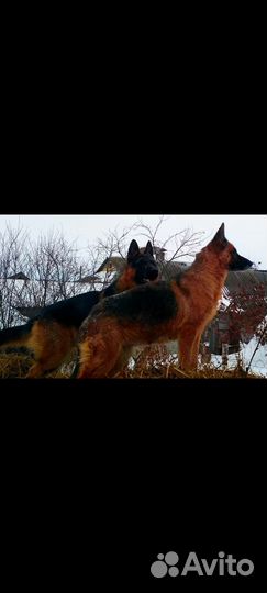 Щенки немецкой овчарки