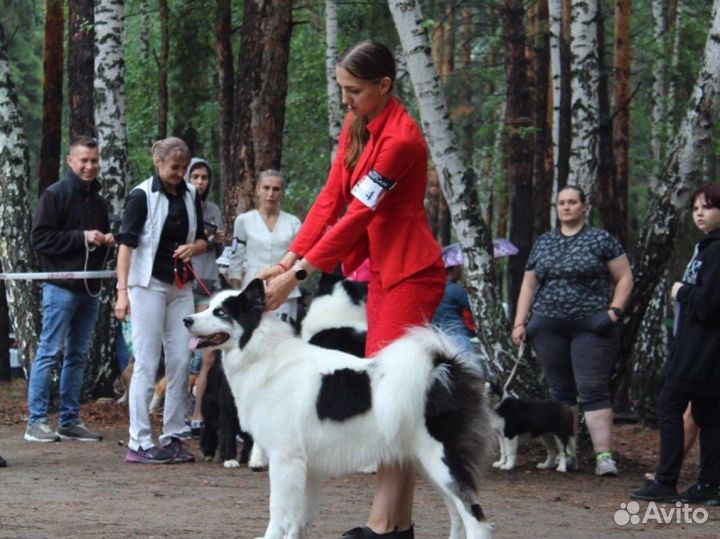 Якутская лайка