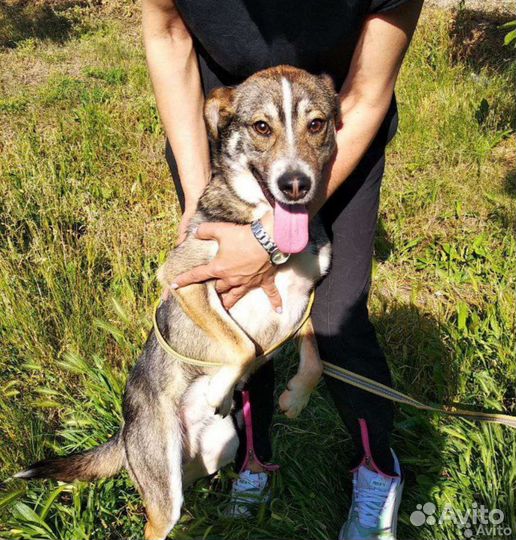 Собака из приюта в добрые руки