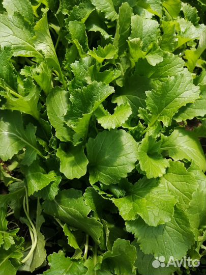 Продам рассаду капусты