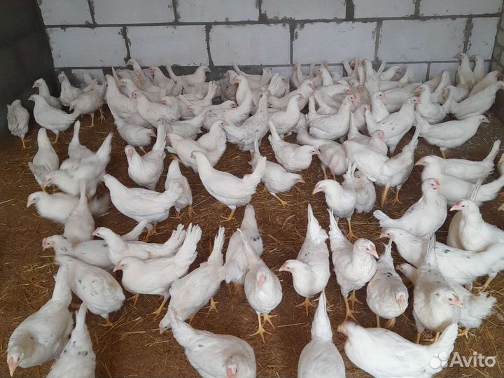 Куры несушки