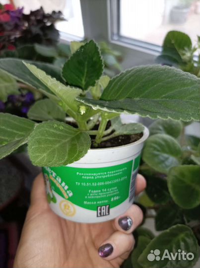 Детки глоксинии