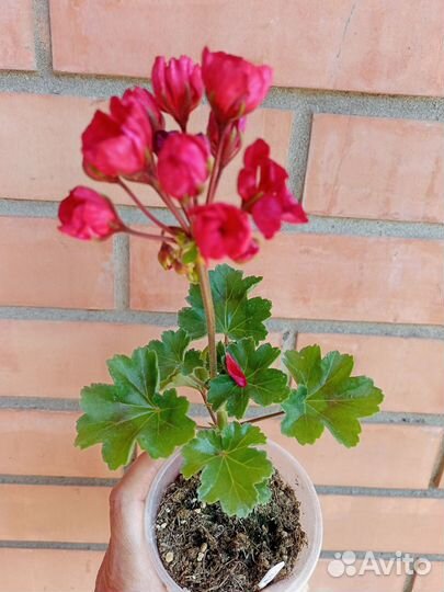 Герань пеларгония