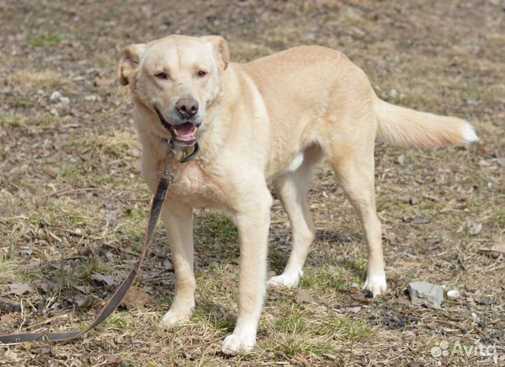 Собаки бесплатно в добрые руки,собака в дар