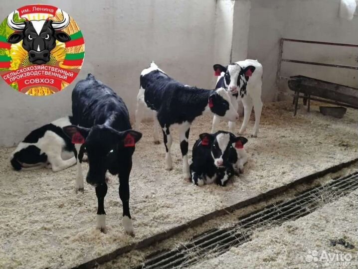 Бычки мясные крупные