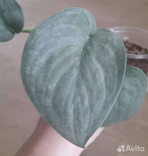 Сциндапсус Сильвер Хиро,Экзотика