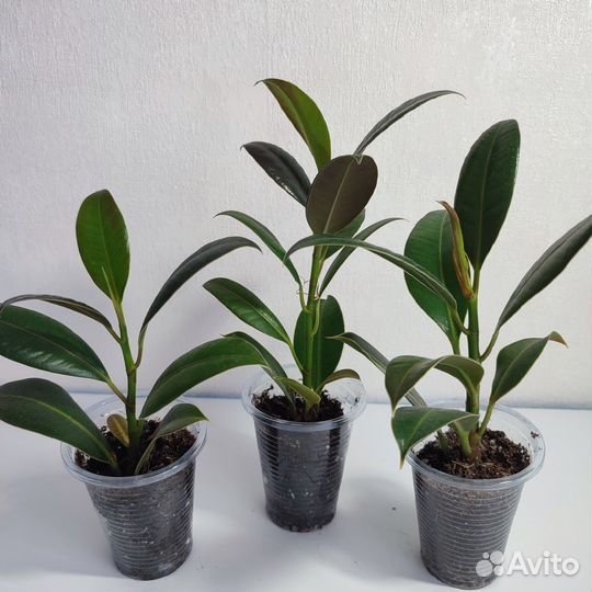 Фикус каучуконосный Мелани