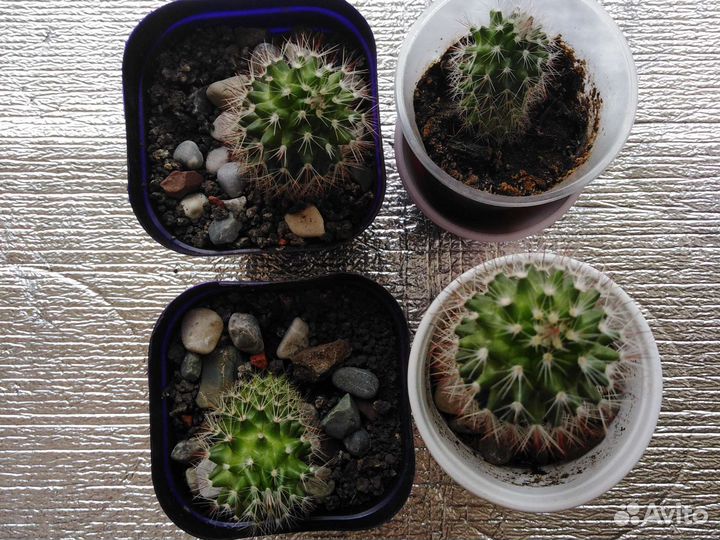 Кактус
