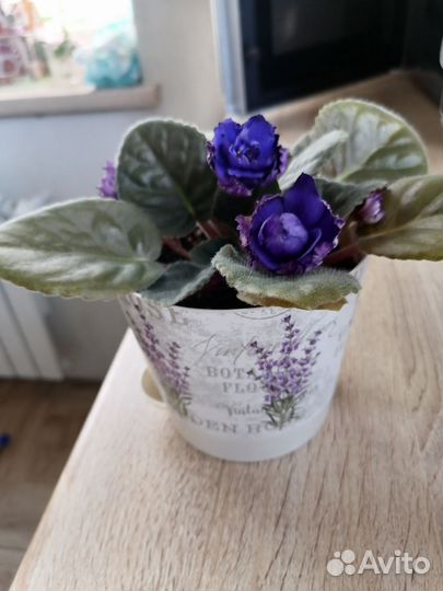 Фиалки цветущие в горшке