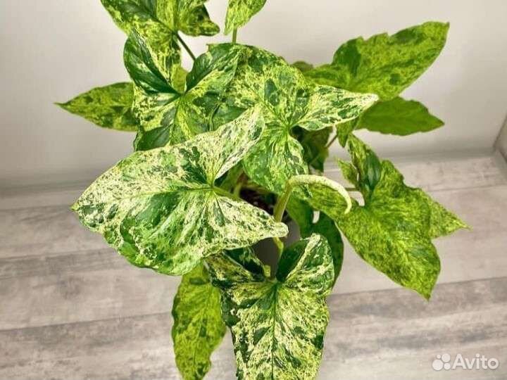 Сингониум Мохито