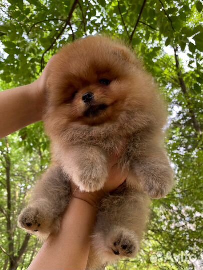 Шикарный мальчик