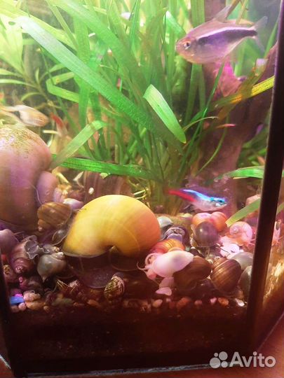 Улитки Ампулярии