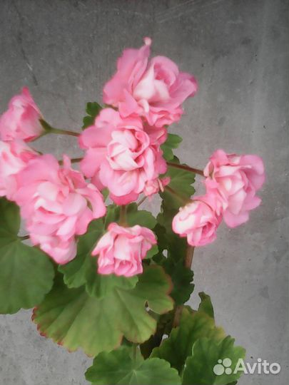 Комнатные цветы герани