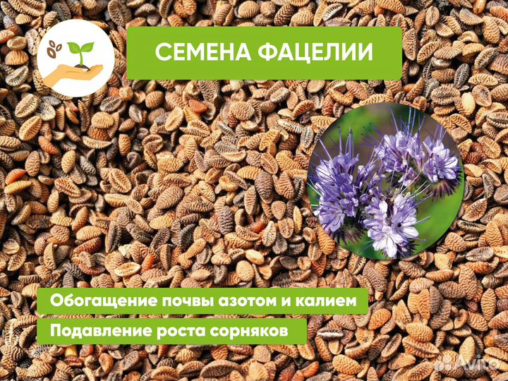 Семена фацелии