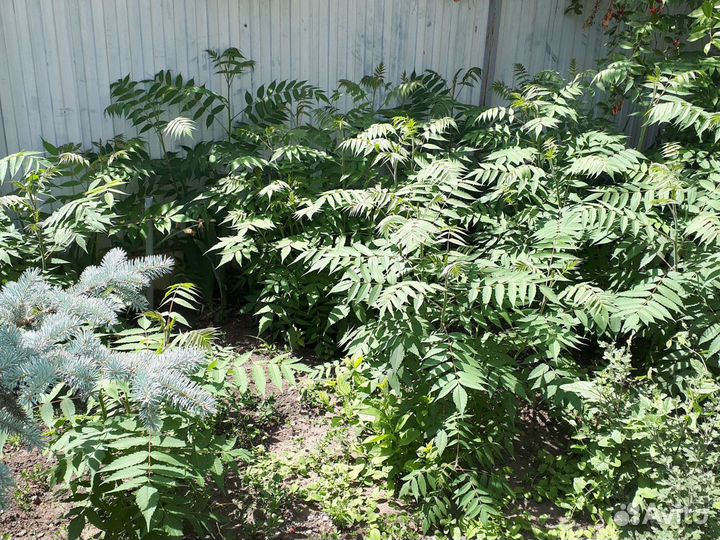 Сумах оленерогий или уксусное дерево