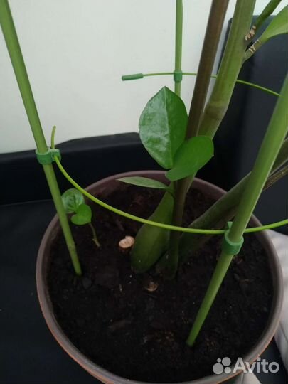 Комнатные цветы на выбор