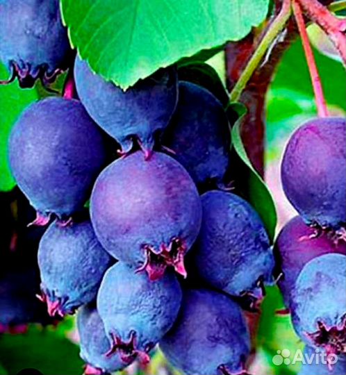 Ирга Звездная ночь