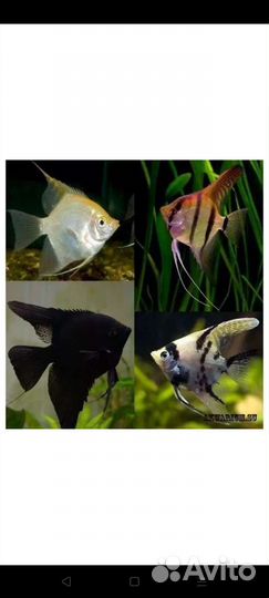 Аквариумные рыбки,растения