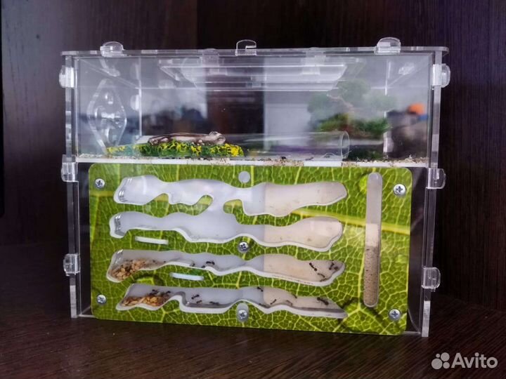 Муравьиная ферма с муравьями