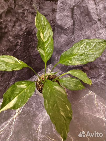 Спатифиллум Джемени