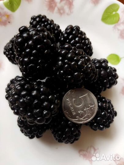 Саженцы яблони и груши и другие