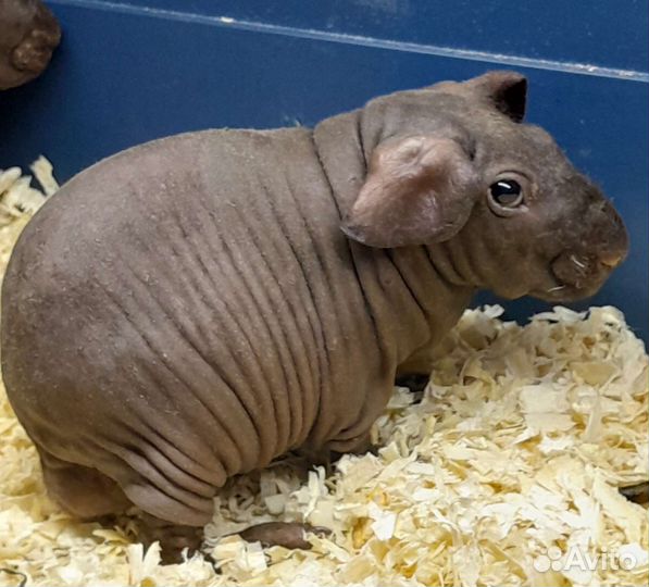 Морская свинка скинни