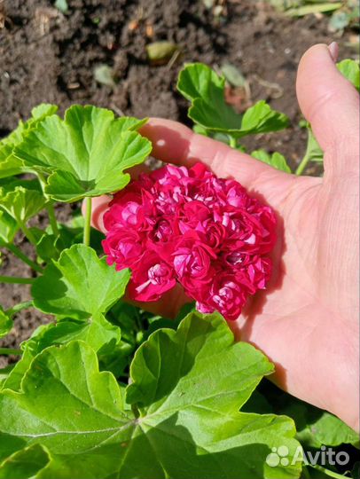 Пеларгония герань сортовая