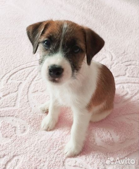 Щенки Джек Рассел терьер гладко и жёстко шерстный