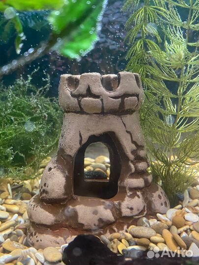 Аквариумные рыбки