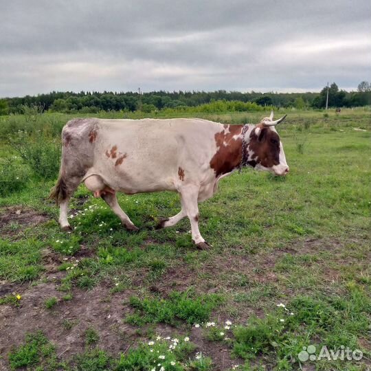 Коровы, козы