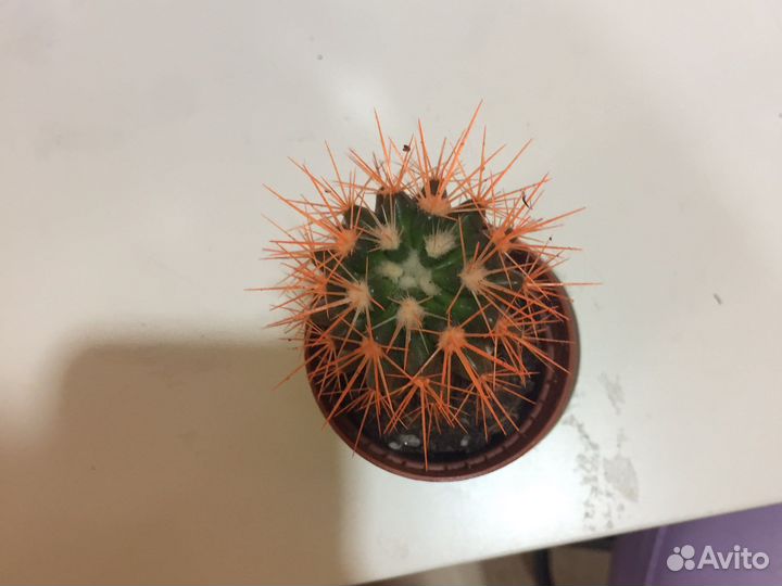 Кактусы,разных цветов