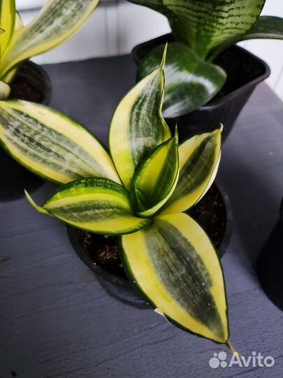 Комнатное растение Сансевиерия