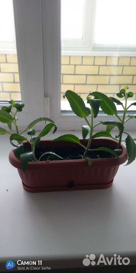 Каланхоэ лечебное