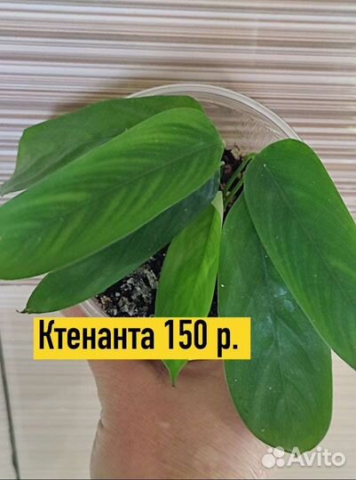 Комнатные растения