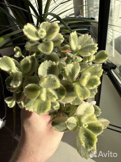 Суккуленты