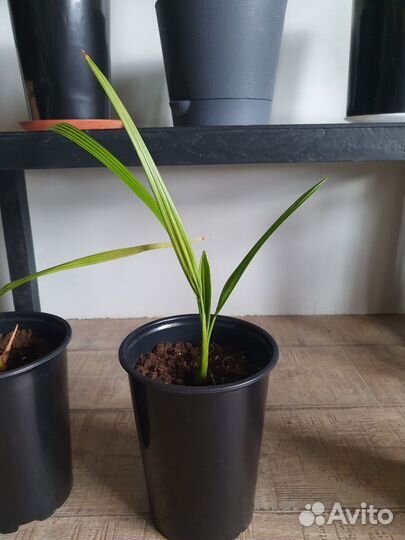 Финиковые пальмы. 2 года