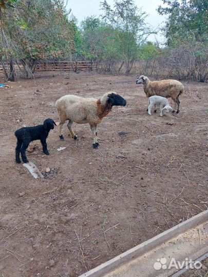 Овцы с ягнятами