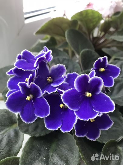 Фиалка фиолетовая