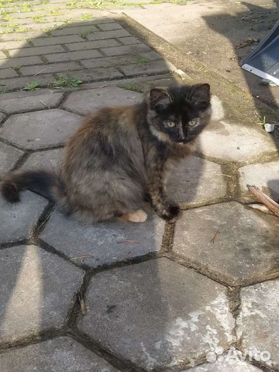 Котята 5 месяцев