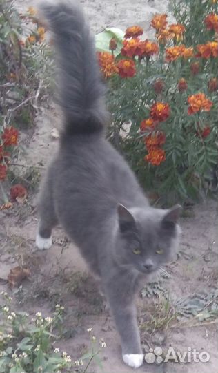 Кошка в дар