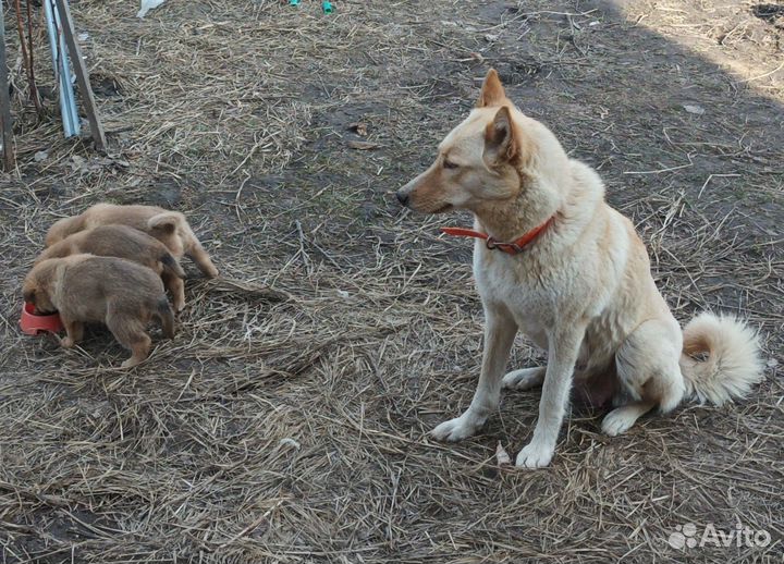 Щенки метисы лайки