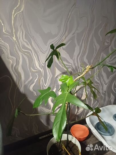 Комнатные растения цветы