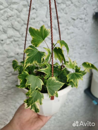 Плющ, Сингониум, Монстера, Эпипремнум, Пеперомия