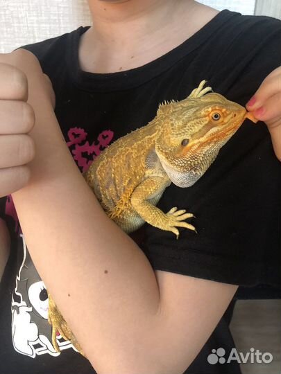 Передержка животных